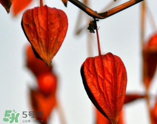 紅姑娘多少錢一斤 紅姑娘果多少錢一斤 紅姑娘多少錢一斤 紅姑娘果多少錢一斤