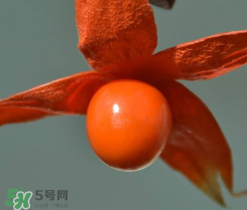 紅姑娘多少錢一斤 紅姑娘果多少錢一斤 紅姑娘多少錢一斤 紅姑娘果多少錢一斤