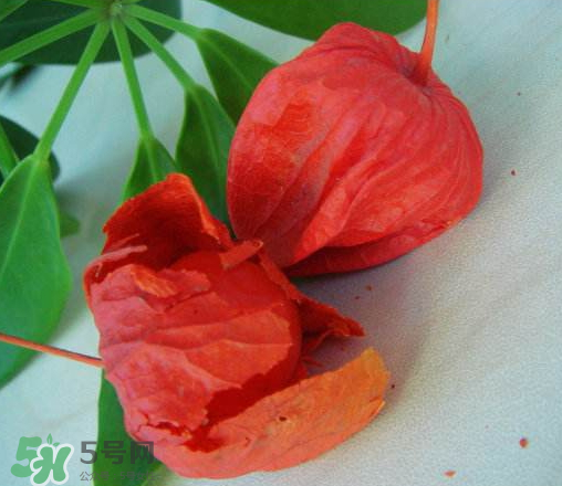 紅姑娘多少錢一斤 紅姑娘果多少錢一斤 紅姑娘多少錢一斤 紅姑娘果多少錢一斤