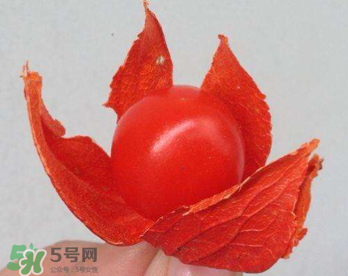 紅姑娘皮是否可泡水喝 紅姑娘皮怎么泡水 紅姑娘皮是否可泡水喝 紅姑娘皮怎么泡水