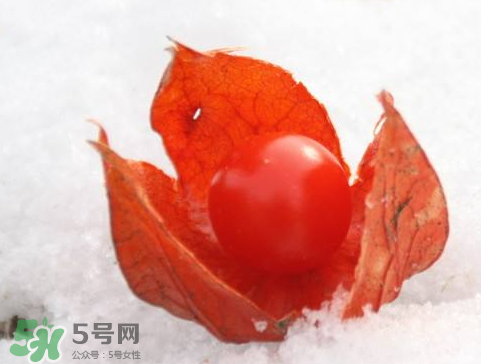 紅姑娘一天吃幾個(gè) 紅姑娘一次吃幾個(gè) 紅姑娘一天吃幾個(gè) 紅姑娘一次吃幾個(gè)