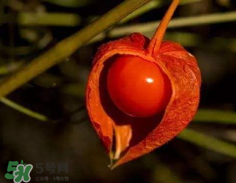 紅姑娘一天吃幾個(gè) 紅姑娘一次吃幾個(gè) 紅姑娘一天吃幾個(gè) 紅姑娘一次吃幾個(gè)