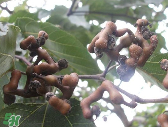 拐棗怎么吃？拐棗好吃嗎