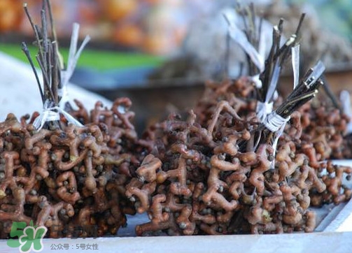 拐棗熬水喝有哪些好處？拐棗怎樣種植