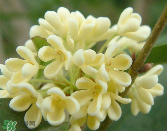 新鮮桂花怎么清洗？新鮮桂花可以冷凍嗎？