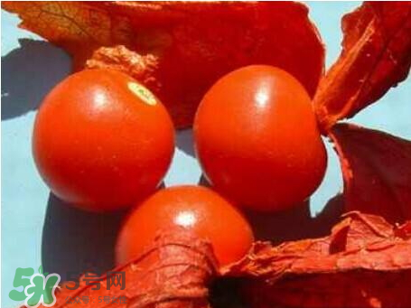 苦姑娘皮泡水能治什么病 苦姑娘皮泡水禁忌 苦姑娘皮泡水能治什么病 苦姑娘皮泡水禁忌