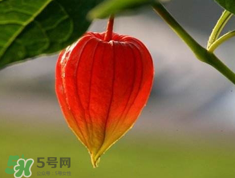 苦姑娘皮泡水能治什么病 苦姑娘皮泡水禁忌 苦姑娘皮泡水能治什么病 苦姑娘皮泡水禁忌