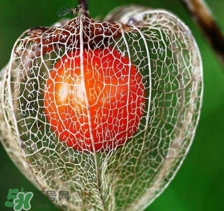 苦姑娘皮泡水能治什么病 苦姑娘皮泡水禁忌 苦姑娘皮泡水能治什么病 苦姑娘皮泡水禁忌