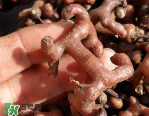 拐棗樹什么時候栽養(yǎng)？拐棗樹多少年結果