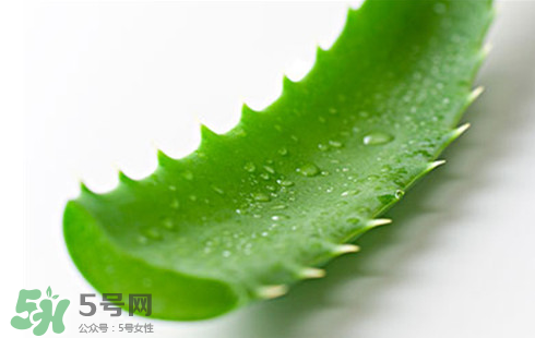 蘆薈泡酒治皮膚病嗎？蘆薈泡酒的功效與作用