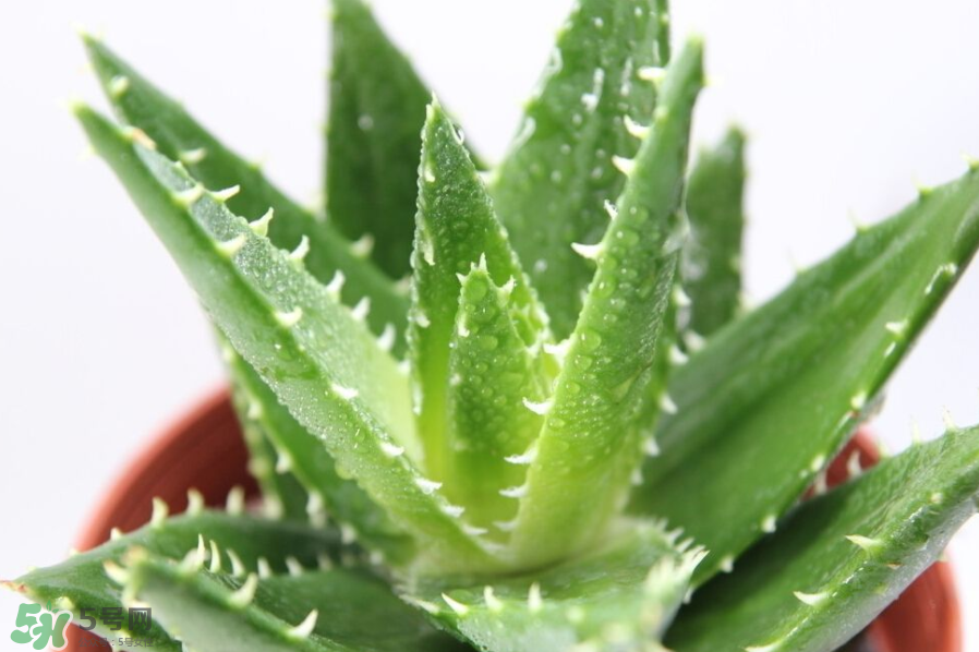 蘆薈泡酒的注意事項(xiàng)有哪些？蘆薈泡酒的做法