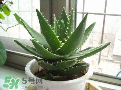 蘆薈泡酒的注意事項(xiàng)有哪些？蘆薈泡酒的做法