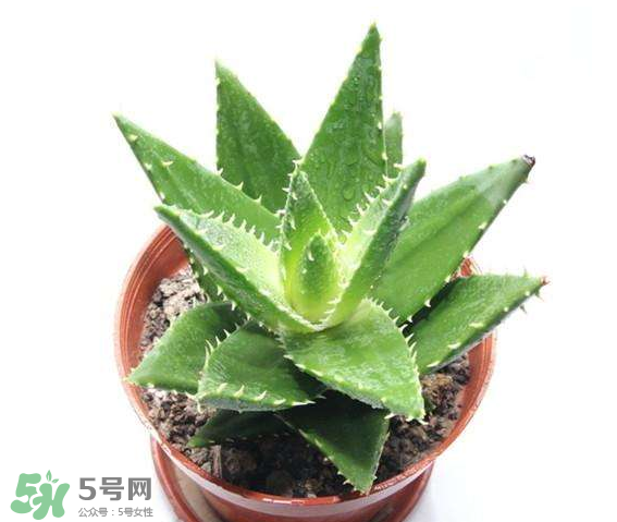 蘆薈有哪些作用？蘆薈會開花嗎？