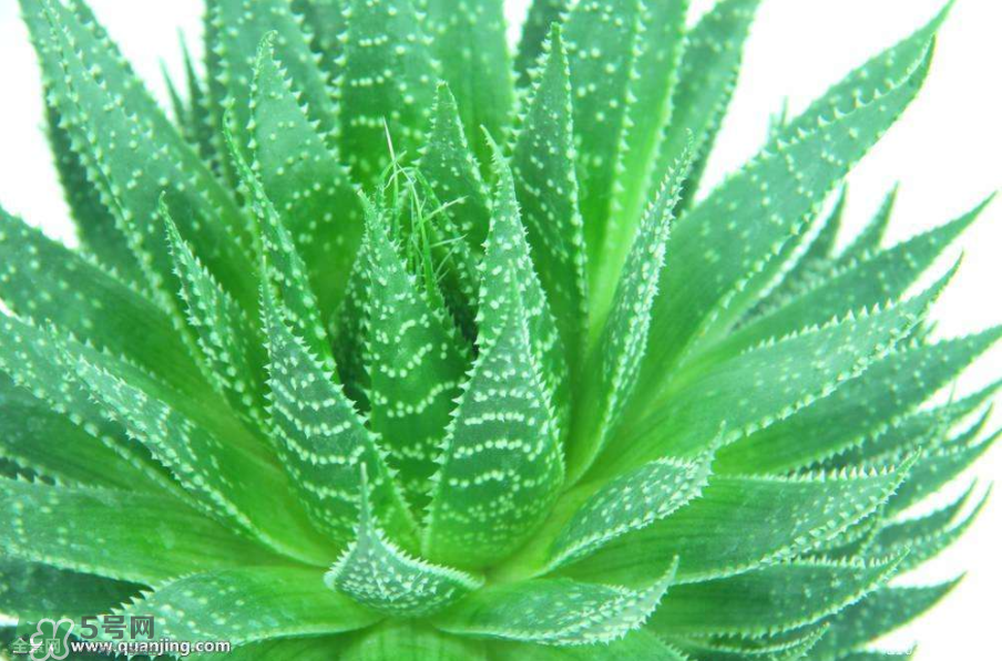 蘆薈有哪些作用？蘆薈會開花嗎？