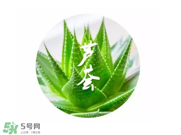 蘆薈膠的醫(yī)療作用有哪些？蘆薈膠的使用方法有哪些？