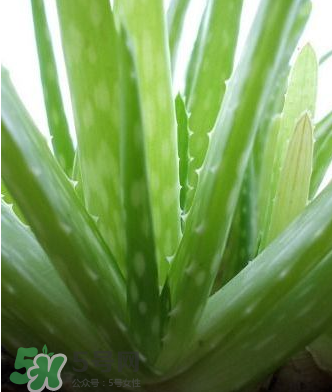 蘆薈膠的醫(yī)療作用有哪些？蘆薈膠的使用方法有哪些？