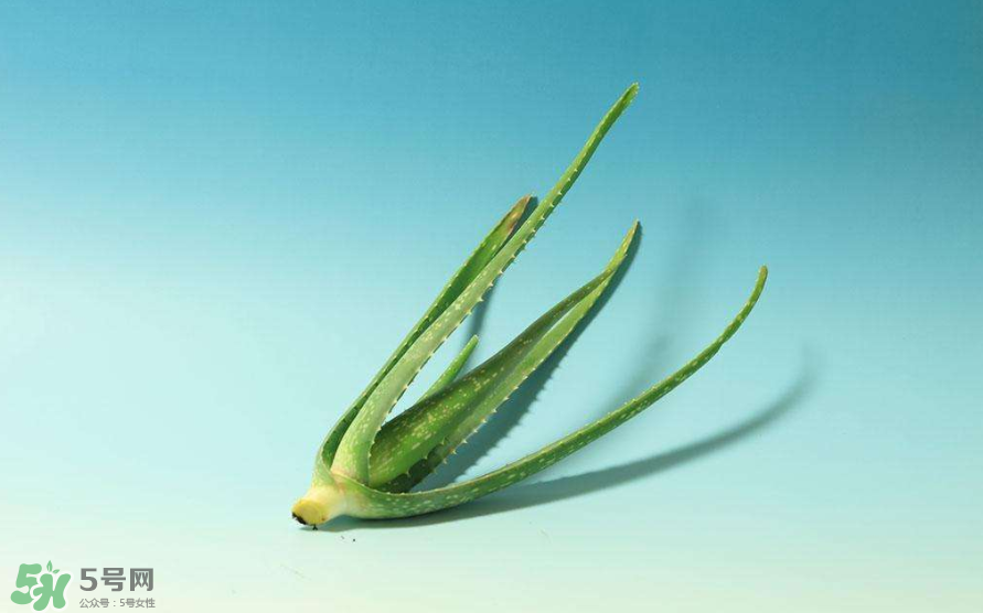 蘆薈膠的醫(yī)療作用有哪些？蘆薈膠的使用方法有哪些？