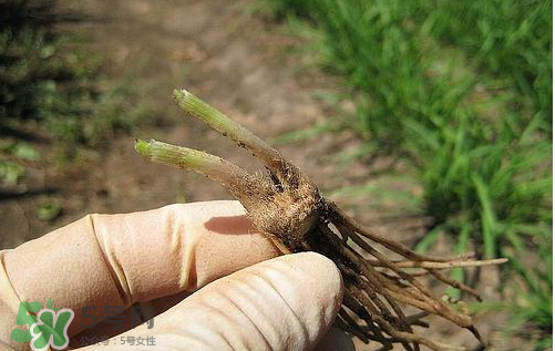 九月份能種韭菜嗎 9月份種韭菜可以嗎 九月份能種韭菜嗎 9月份種韭菜可以嗎