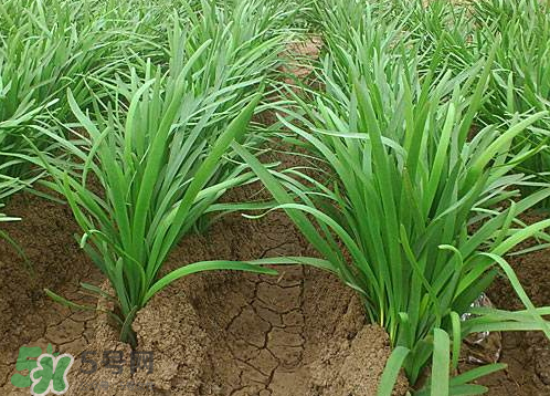 九月份能種韭菜嗎 9月份種韭菜可以嗎 九月份能種韭菜嗎 9月份種韭菜可以嗎