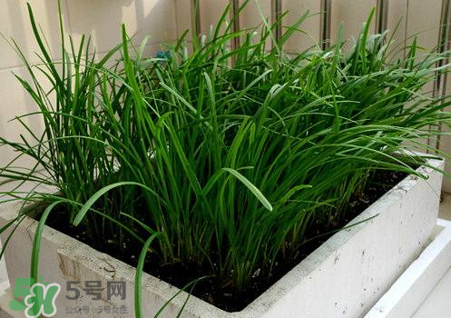 九月份能種韭菜嗎 9月份種韭菜可以嗎 九月份能種韭菜嗎 9月份種韭菜可以嗎