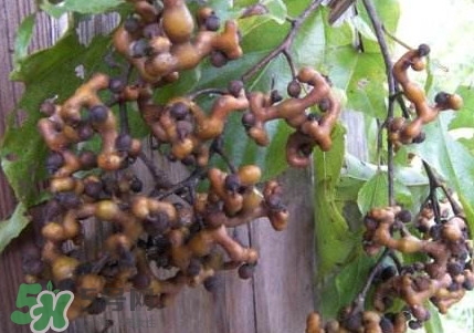 拐棗熬水喝有哪些好處？拐棗怎樣種植