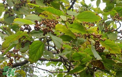 拐棗怎么保存？拐棗什么人不能吃