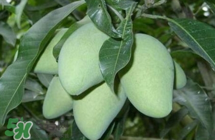 芒果有哪些品種？哪種芒果最好吃？