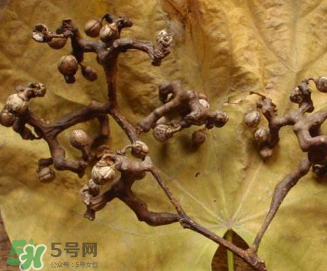 拐棗為什么沒人買？拐棗學(xué)名是什么