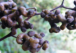 拐棗怎么泡酒？拐棗的功效與作用