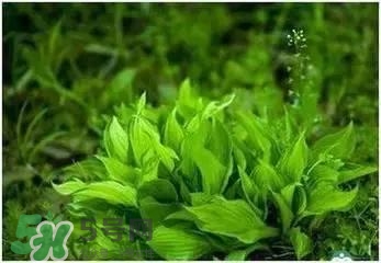 螺旋藻是海帶嗎？螺旋藻是海藻嗎？