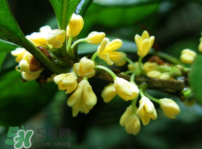 新鮮桂花怎么清洗？新鮮桂花可以冷凍嗎？