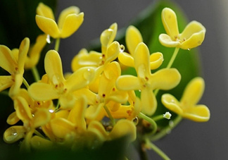 新鮮桂花怎么清洗？新鮮桂花可以冷凍嗎？