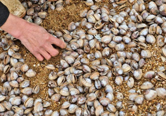 蛤蜊蒸蛋怎么做？為什么蛤蜊蒸蛋有澀味？