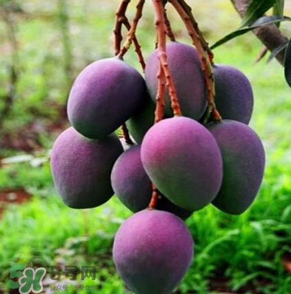 芒果有哪些品種？哪種芒果最好吃？