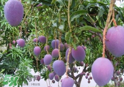 芒果有哪些品種？哪種芒果最好吃？