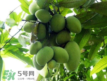 芒果有哪些品種？哪種芒果最好吃？