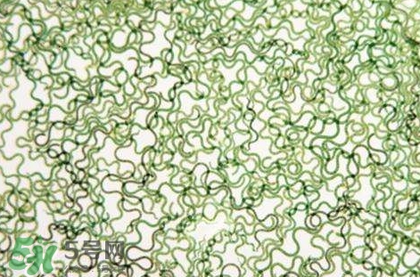 怎么辨別螺旋藻的真假？買螺旋藻怎么挑？