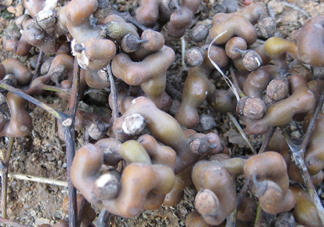 吃拐棗對人有什么好處？拐棗哪里有賣的