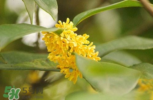 新鮮桂花怎么清洗？新鮮桂花可以冷凍嗎？