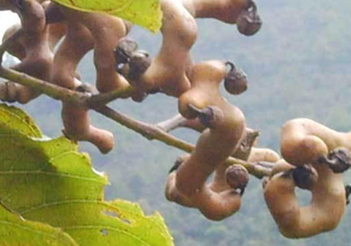 拐棗樹什么時候栽養(yǎng)？拐棗樹多少年結果