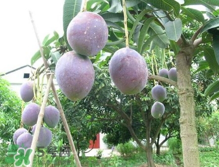 芒果有哪些品種？哪種芒果最好吃？