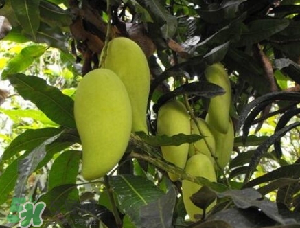 芒果有哪些品種？哪種芒果最好吃？