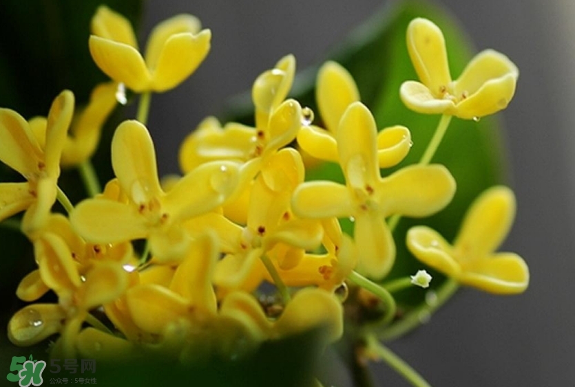 新鮮桂花怎么清洗？新鮮桂花可以冷凍嗎？