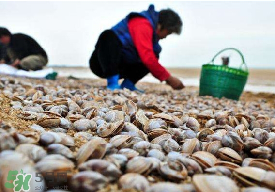蛤蜊蒸蛋怎么做？為什么蛤蜊蒸蛋有澀味？