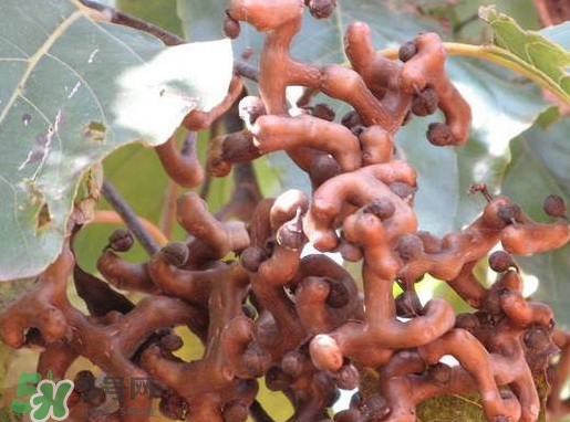 拐棗怎么泡酒？拐棗的功效與作用