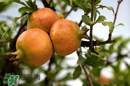 中秋節(jié)吃石榴嗎？中秋節(jié)吃石榴有什么寓意？