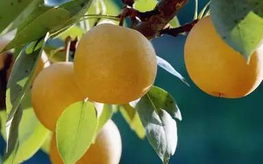 便秘可以吃芒果嗎？便秘吃什么水果好？