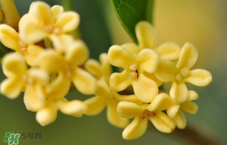 新鮮桂花怎么清洗？新鮮桂花可以冷凍嗎？