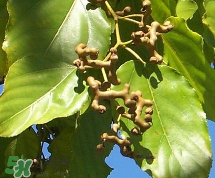 吃拐棗對人有什么好處？拐棗哪里有賣的