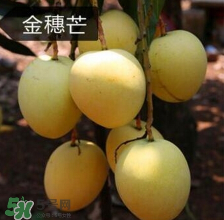 芒果有哪些品種？哪種芒果最好吃？